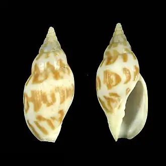 Lyria (Plicolyria) guionneti