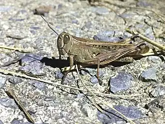 Shirakiacris shirakii