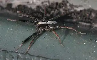 Schizocosa crassipes