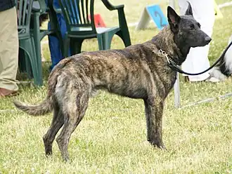 Hollandse herder korthaar