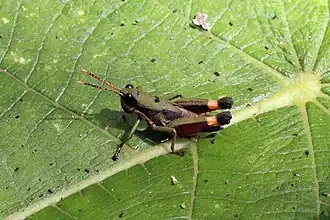 Traulia azureipennis