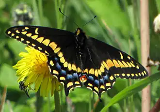 Papilio brevicauda