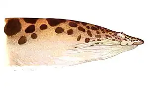 Scytalichthys miurus