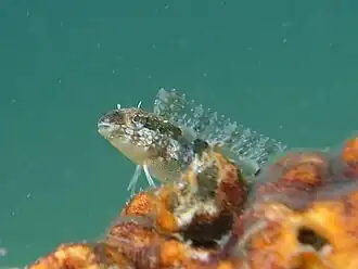 Petroscirtes breviceps