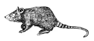 Opossummuizen