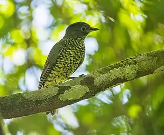 Braziliaanse klauwiercotinga