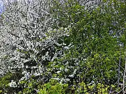 Struiklaag, met beide naamgevende soorten