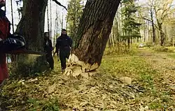 De eerste eikenboom voor de kiel