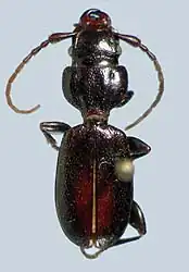 Siagona depressa
