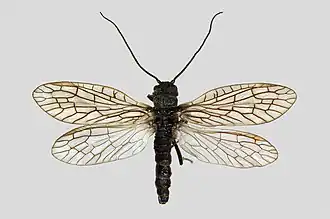 Sialis sordida