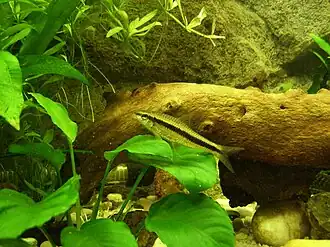 Crossocheilus atrilimes