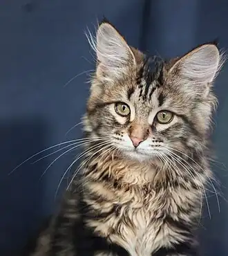 3 maanden oude zwart klassieke cyper katertje