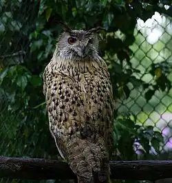 Siberische oehoe (Bubo bubo sibiricus)
