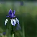 De plant Iris siberica, [2] waar het gebied beroemd om is