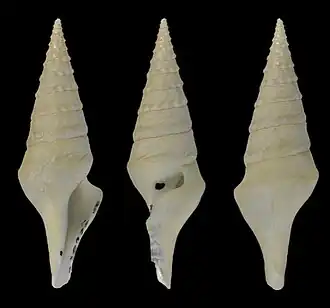 Sibogasyrinx archibenthalis