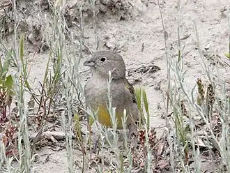 Patagonische saffraangors