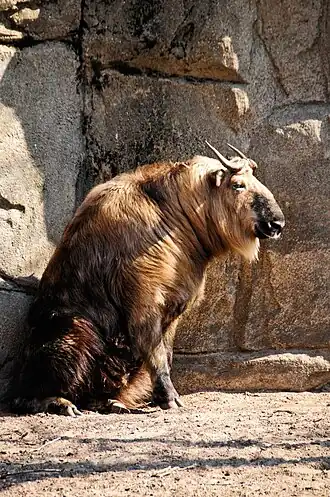 Sichuantakin