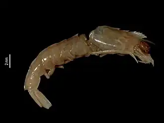 Sicyonia altirostrum