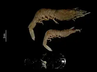 Sicyonia australiensis