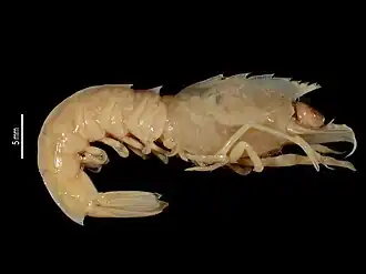 Sicyonia dejouanneti