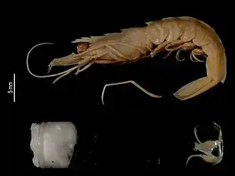 Sicyonia longicornis