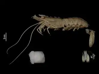 Sicyonia metavitulans