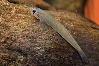 Sicyopus (straalvinnigen)