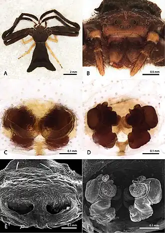 Sidymella kolpogaster