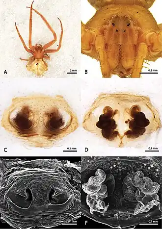 Sidymella longispina