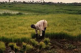 Rijstteelt in Bombali, Noord-Sierra Leone.