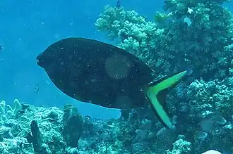 Siganus punctatissimus