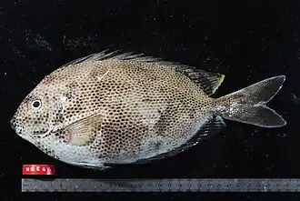 Gestippelde konijnvis