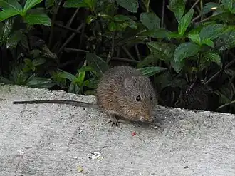 Sigmodon mascotensis