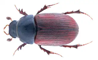 Aphodius porcus