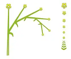 sikkel zij- en bovenaanzicht