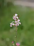 Silene gallica var. gallica