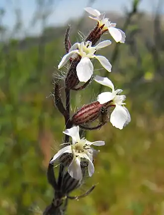 Silene gallica var. anglica