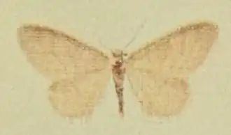 Idaea dilutaria