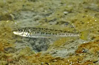 Sillaginodes punctatus