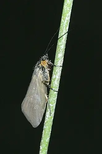 Goeridae