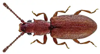 Silvanoprus fagi