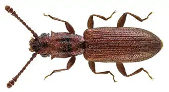 Silvanus bidentatus