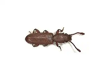 Silvanus unidentatus