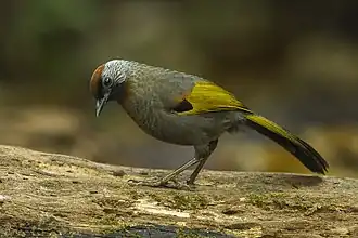 Zilveroorlijstergaai