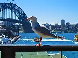 Bij treinstation in Sydney