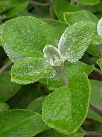 Plectranthus argentatus