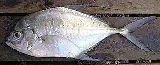 Ulua