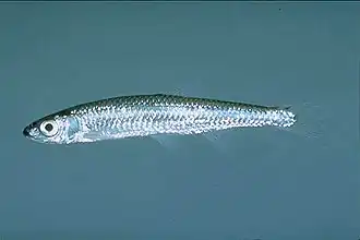 Notropis photogenis