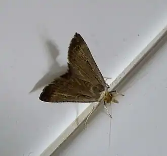 Trigonistis demonias