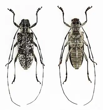 Similonedine brunniofasciata